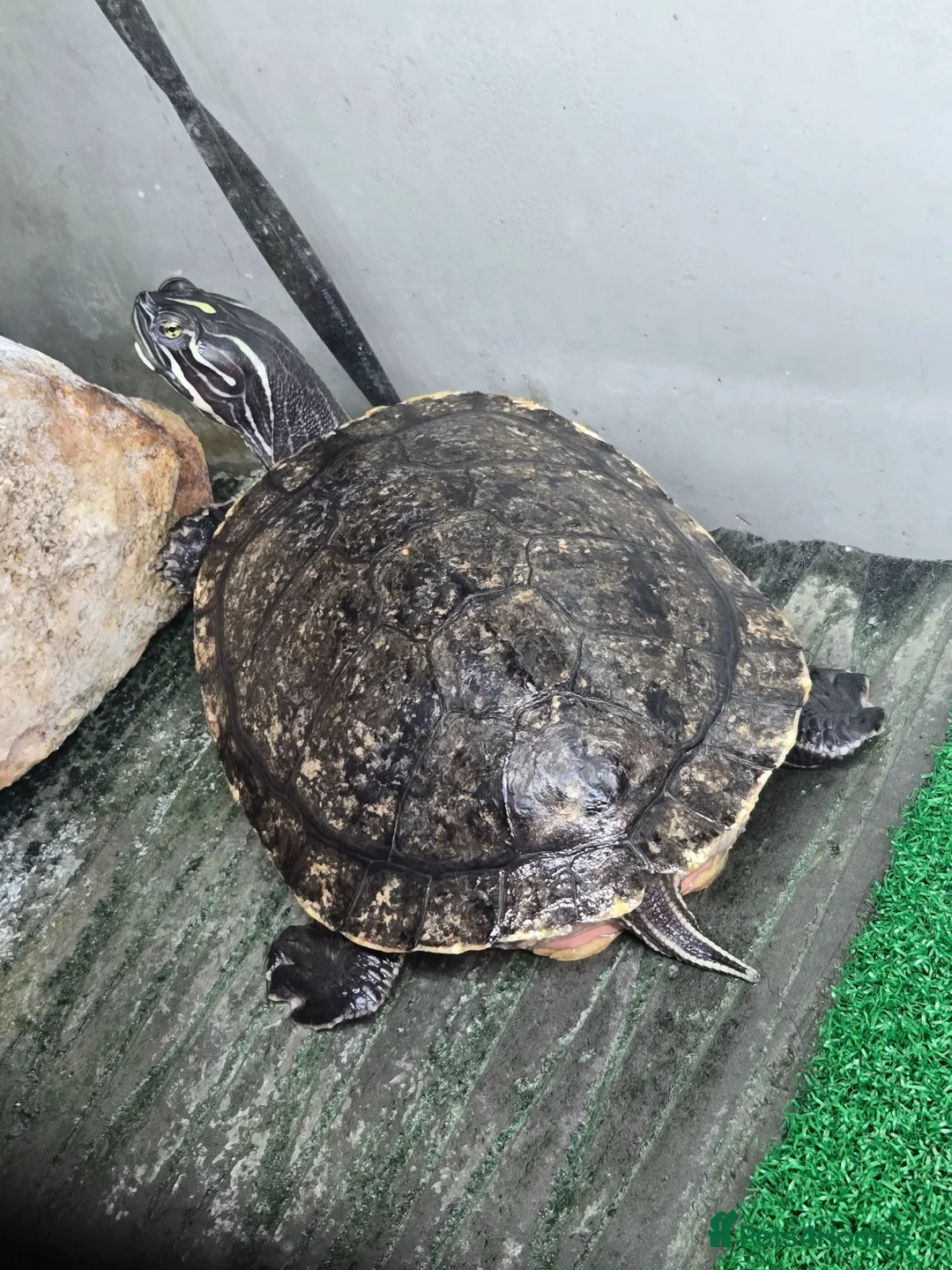 Terrapin reptiles for sale: Alan the terrapin  - Advert 3