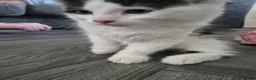 Mixed Breed cats for sale: Black and white kitten - Advert 2