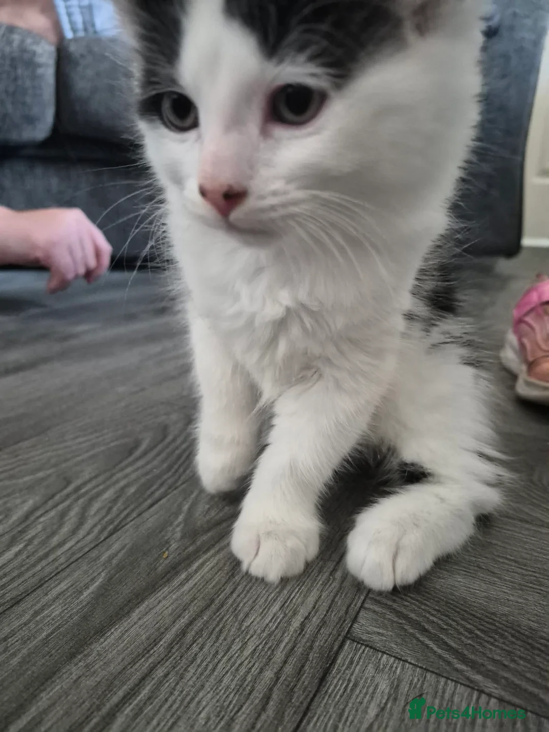 Mixed Breed cats for sale: Black and white kitten - Advert 2