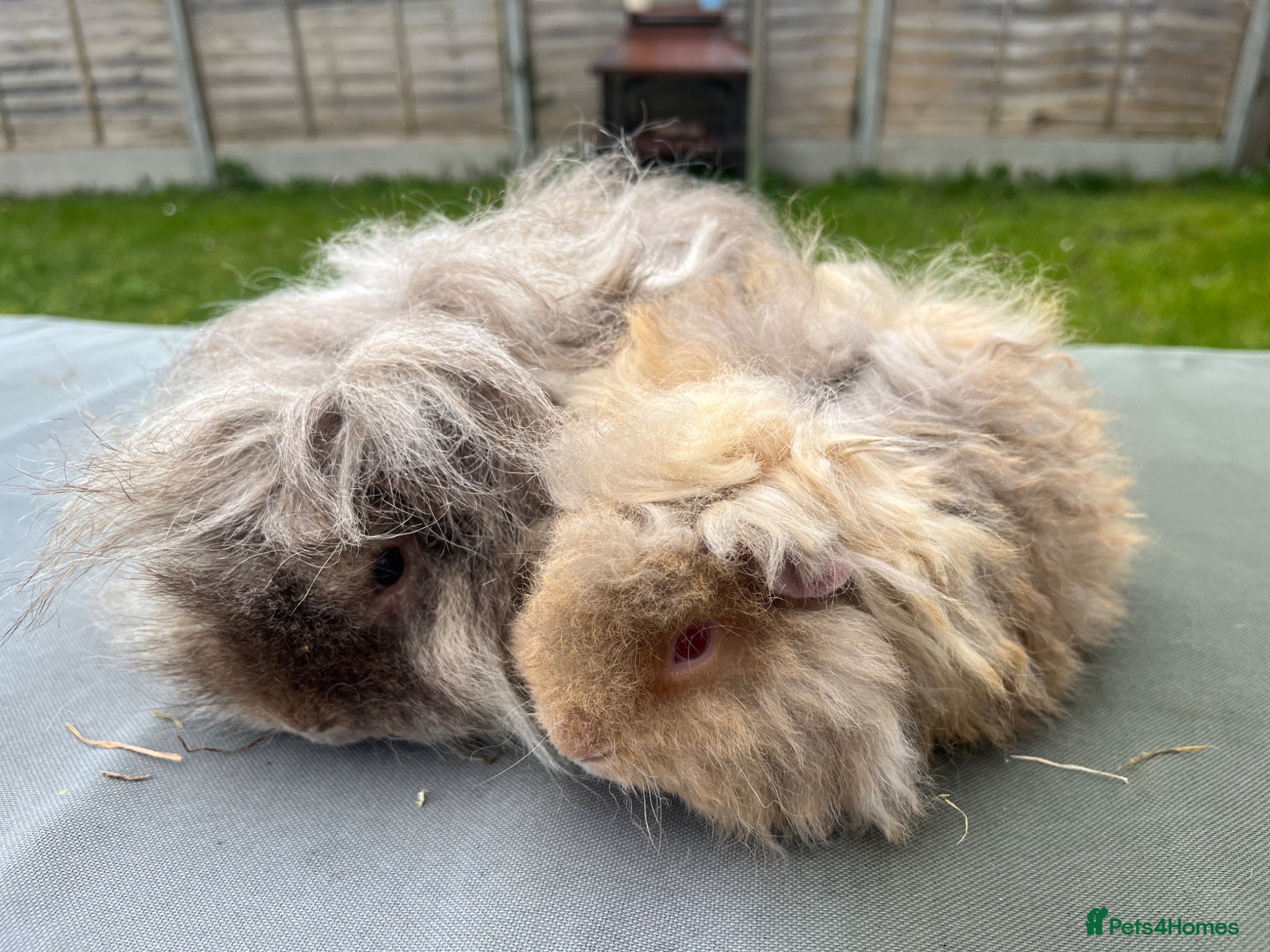 Guinea Pig rodents PUREBRED ALPACA BOARS OF ALL AGES - Advert 21