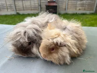 Guinea Pig rodents PUREBRED ALPACA BOARS OF ALL AGES - Advert 21