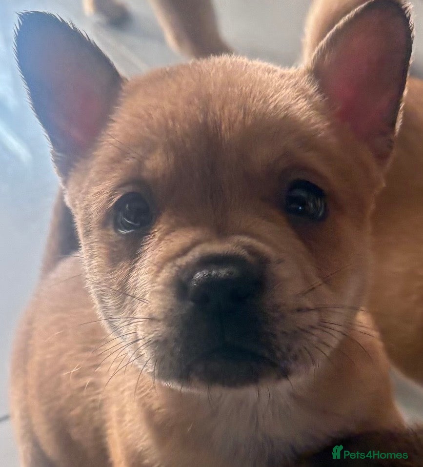 Mixed Breed dogs ** BEAR COAT FRENCHIES ** - Advert 8