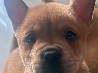 Mixed Breed dogs ** BEAR COAT FRENCHIES ** - Advert 8