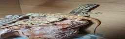 Bearded Dragon reptiles for sale: Baby bearded dragons for sale - Advert 2