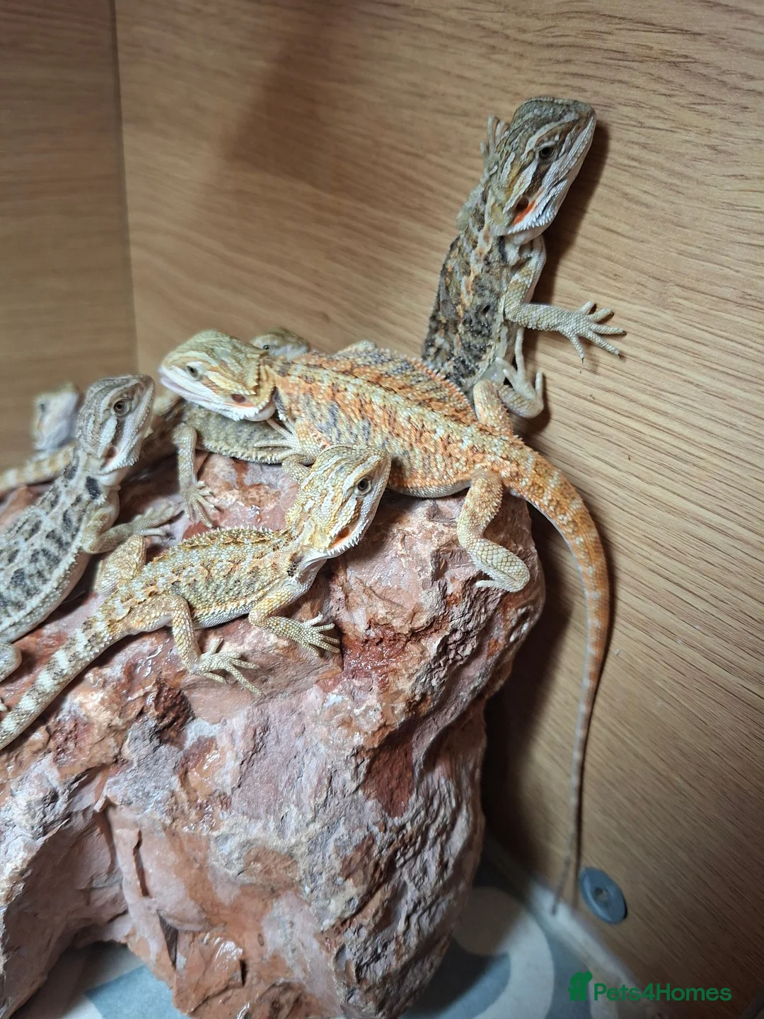 Bearded Dragon reptiles for sale: Baby bearded dragons for sale - Advert 2