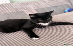 British Longhair cats for sale: 2 x 10 month old + 1 x 3 month old (can go separat - Image 9