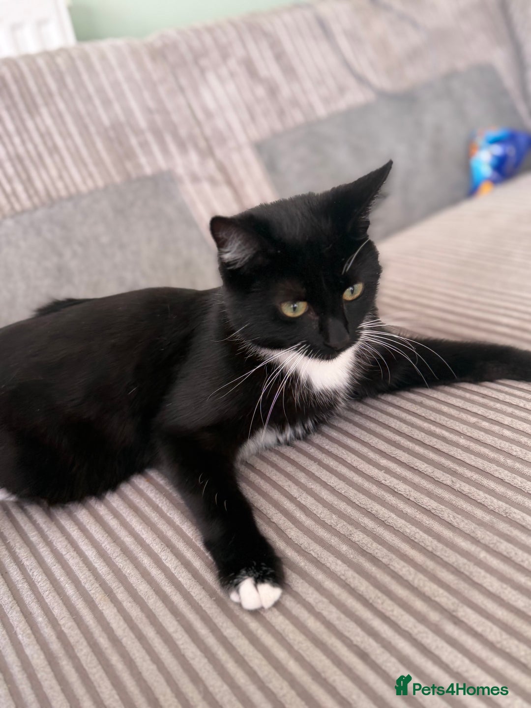 British Longhair cats for sale: 2 x 10 month old + 1 x 3 month old (can go separat - Image 9