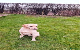 Labrador Retriever dogs for sale: Labrador puppies - (5 weeks free insurance) - Image 10