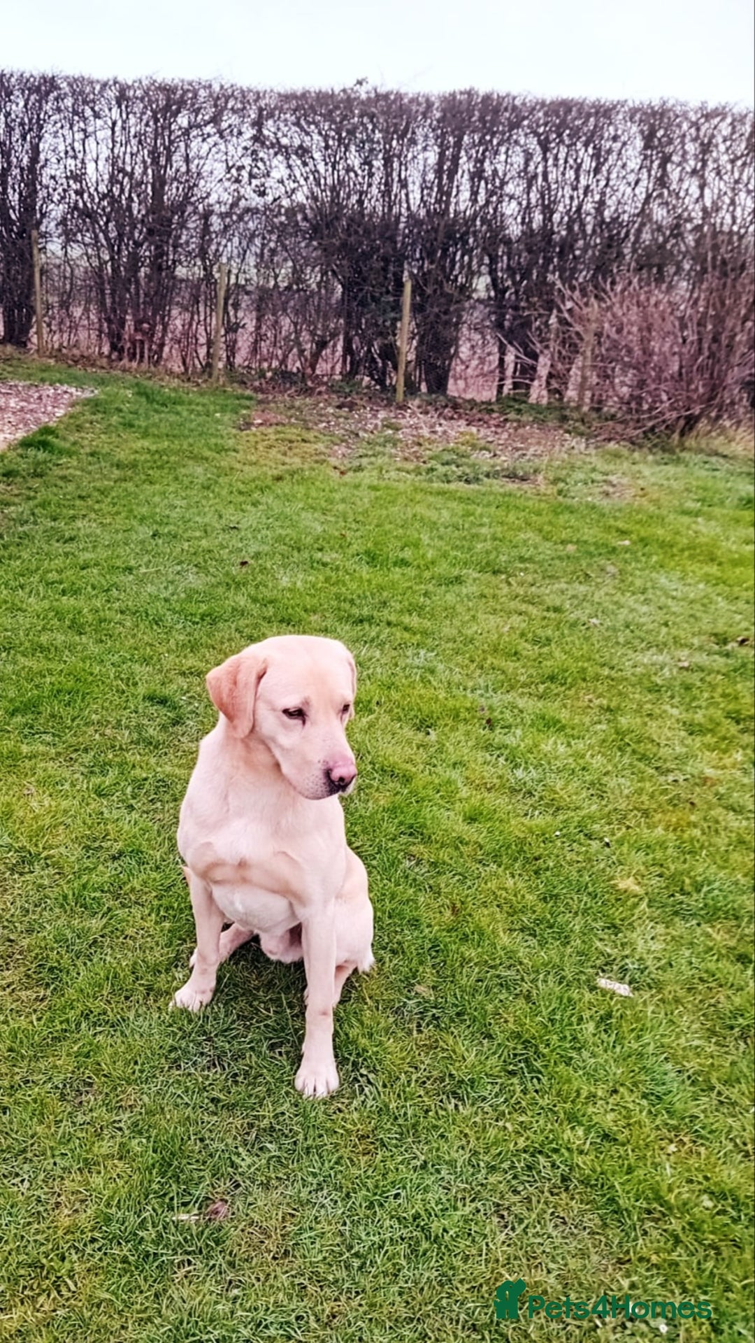 Labrador Retriever dogs for sale: Labrador puppies - (5 weeks free insurance) - Image 10