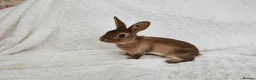 Rex rabbits for sale: Mini rex rabbits, black Vienna marked buck - Advert 6