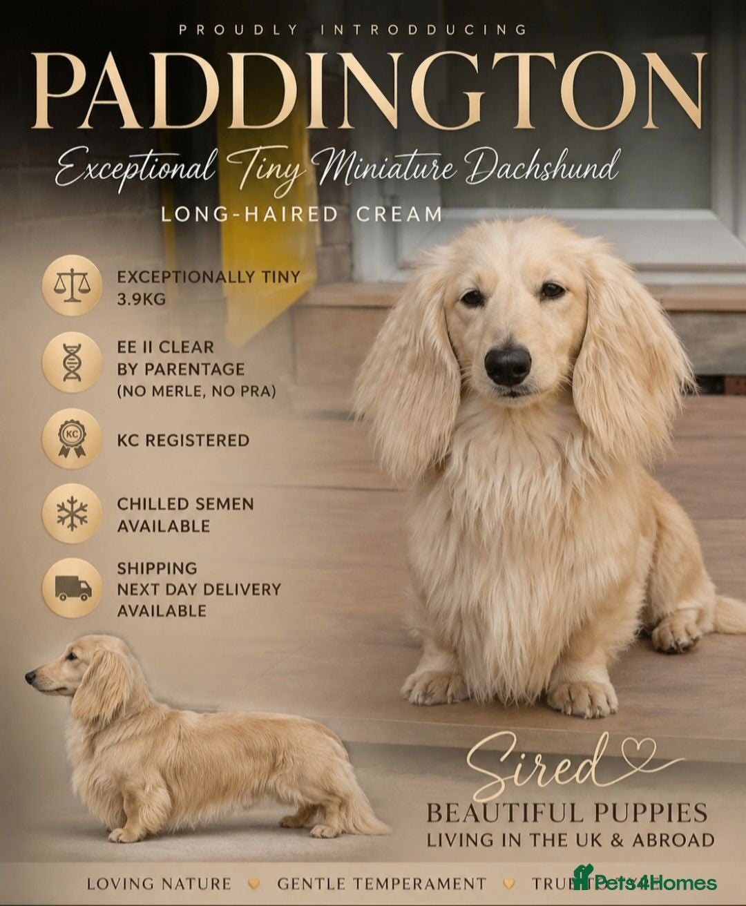 Miniature Dachshund dogs Cream Long-haired miniature Dachshund kc reg - Advert 9