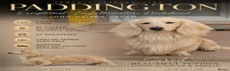 Miniature Dachshund dogs for stud: Cream Long-haired miniature Dachshund kc reg - Advert 1