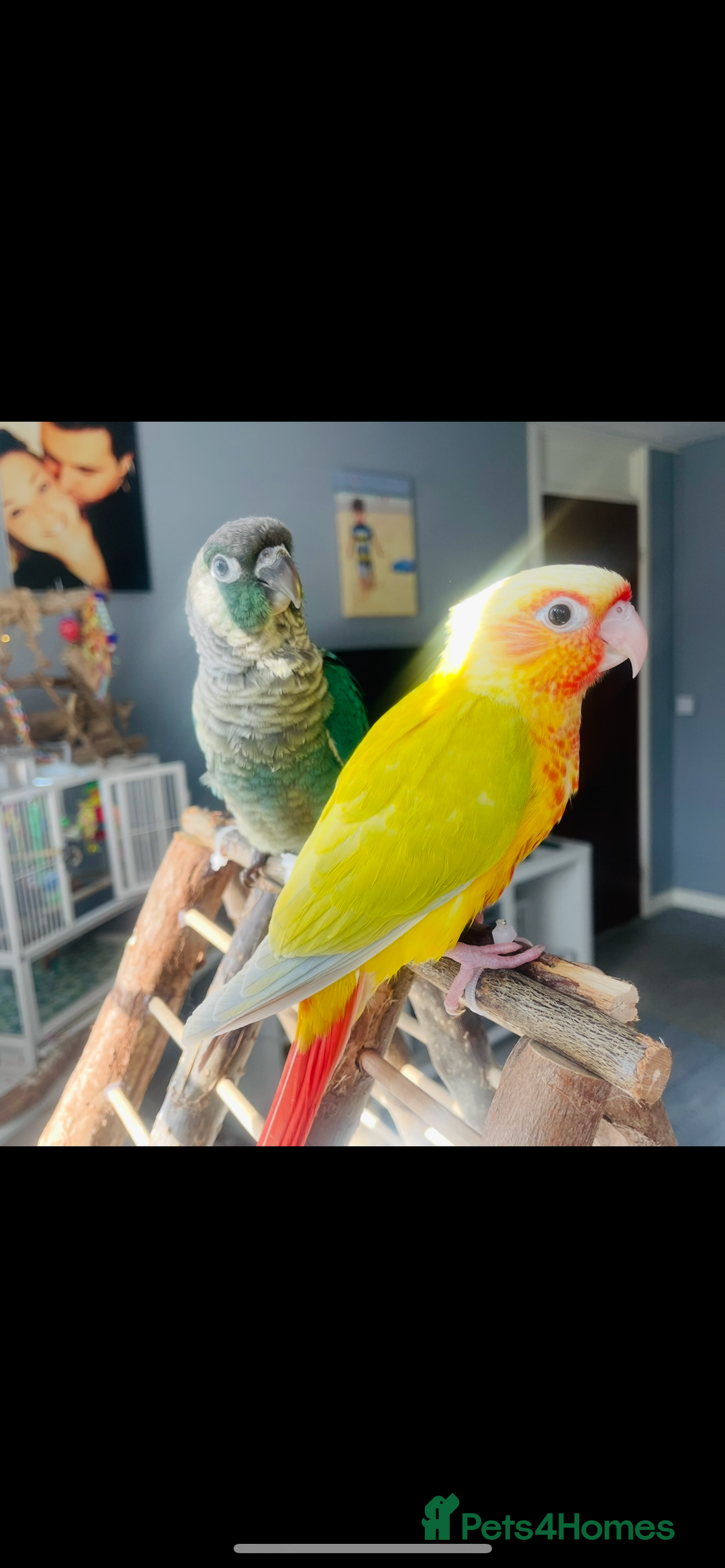 Conures birds for sale: Handtame 2 bonded conures - Image 4
