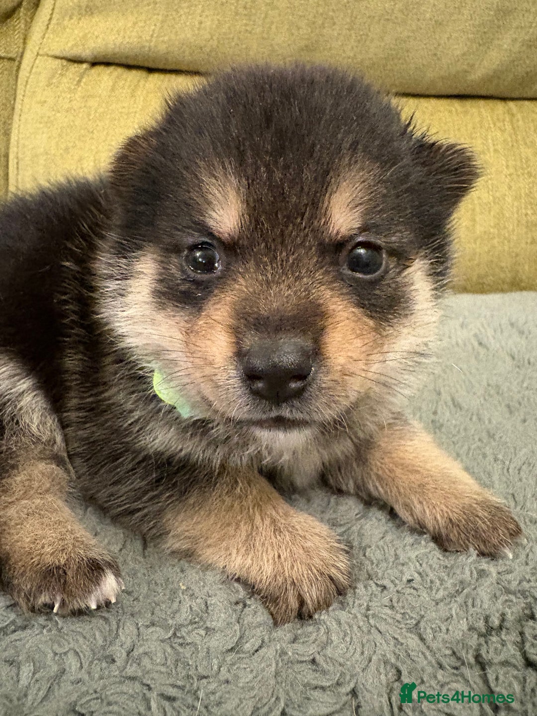 Mixed Breed dogs for sale: Pomskiba Inu Puppies. Shiba Inu x Pomsky - Advert 28