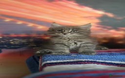 Maine Coon cats for sale: Maine coon kittens ready for reservation - Image 6