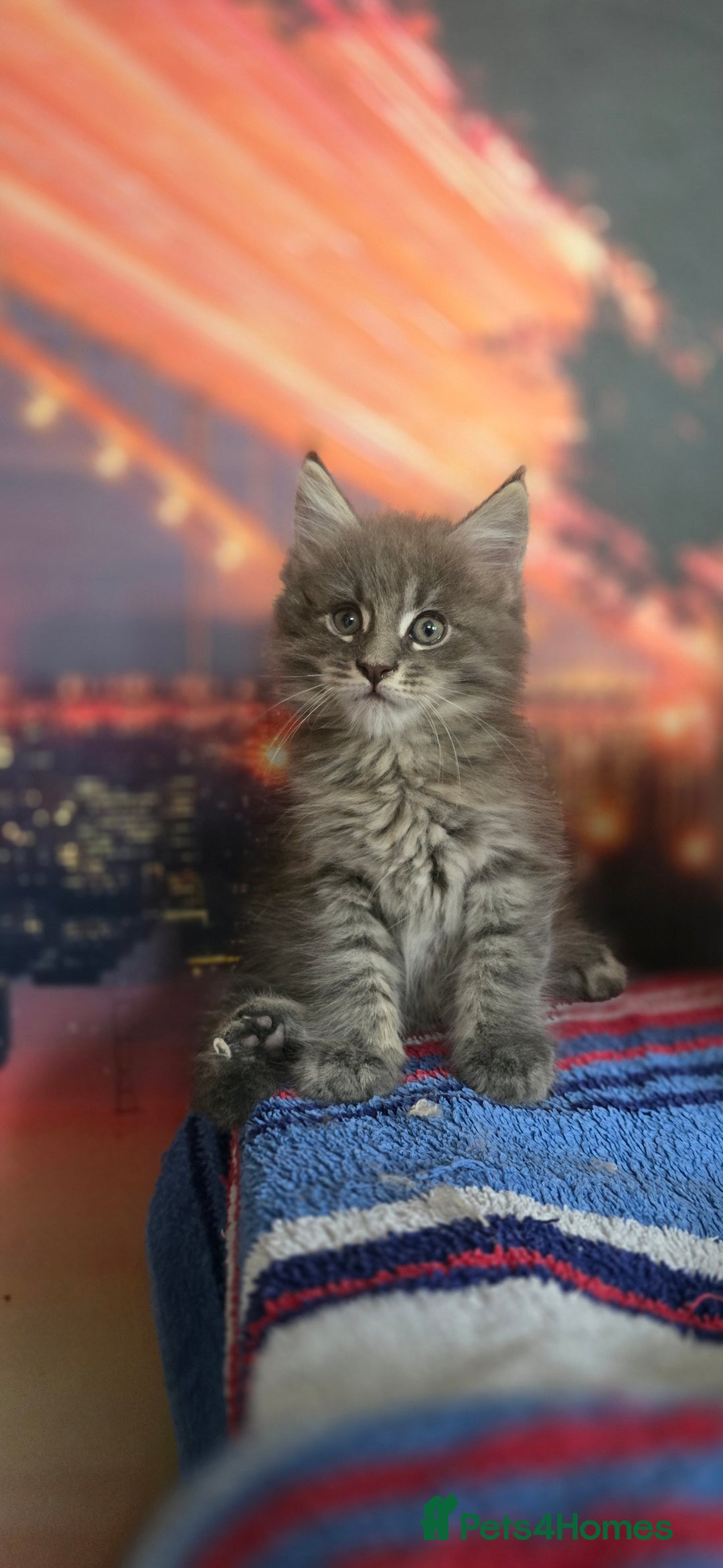 Maine Coon cats for sale: Maine coon kittens ready for reservation - Image 6
