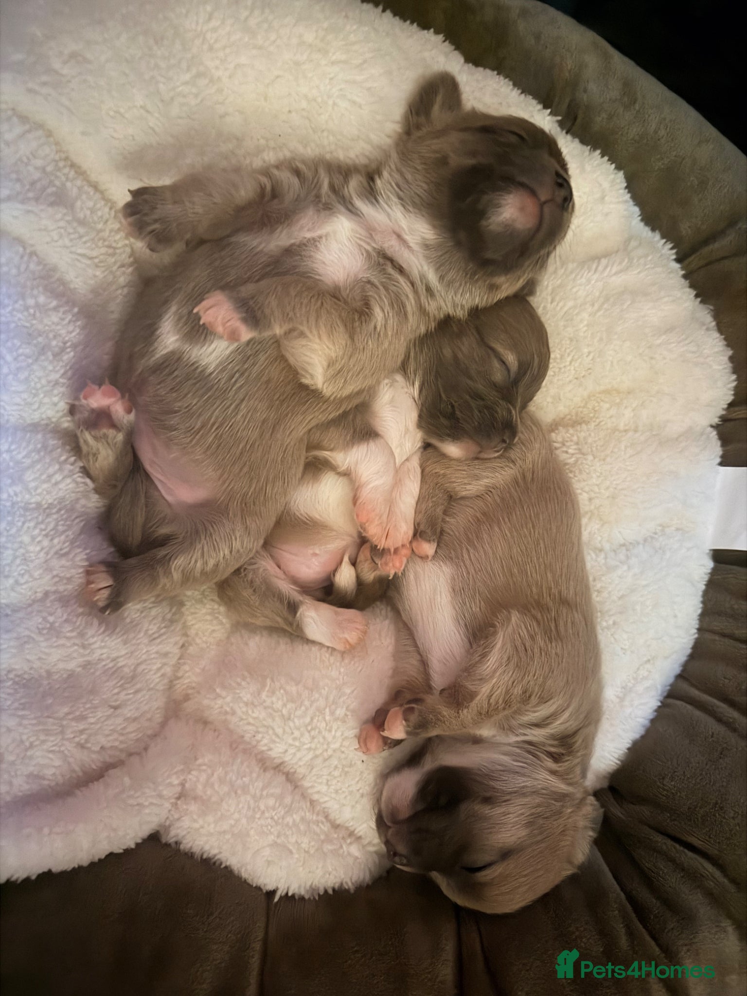 Mixed Breed dogs for sale: bulluahua Puppies  - Advert 13
