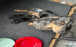 Miniature Dachshund dogs for sale: Black & Cream Long Haired - Image 10