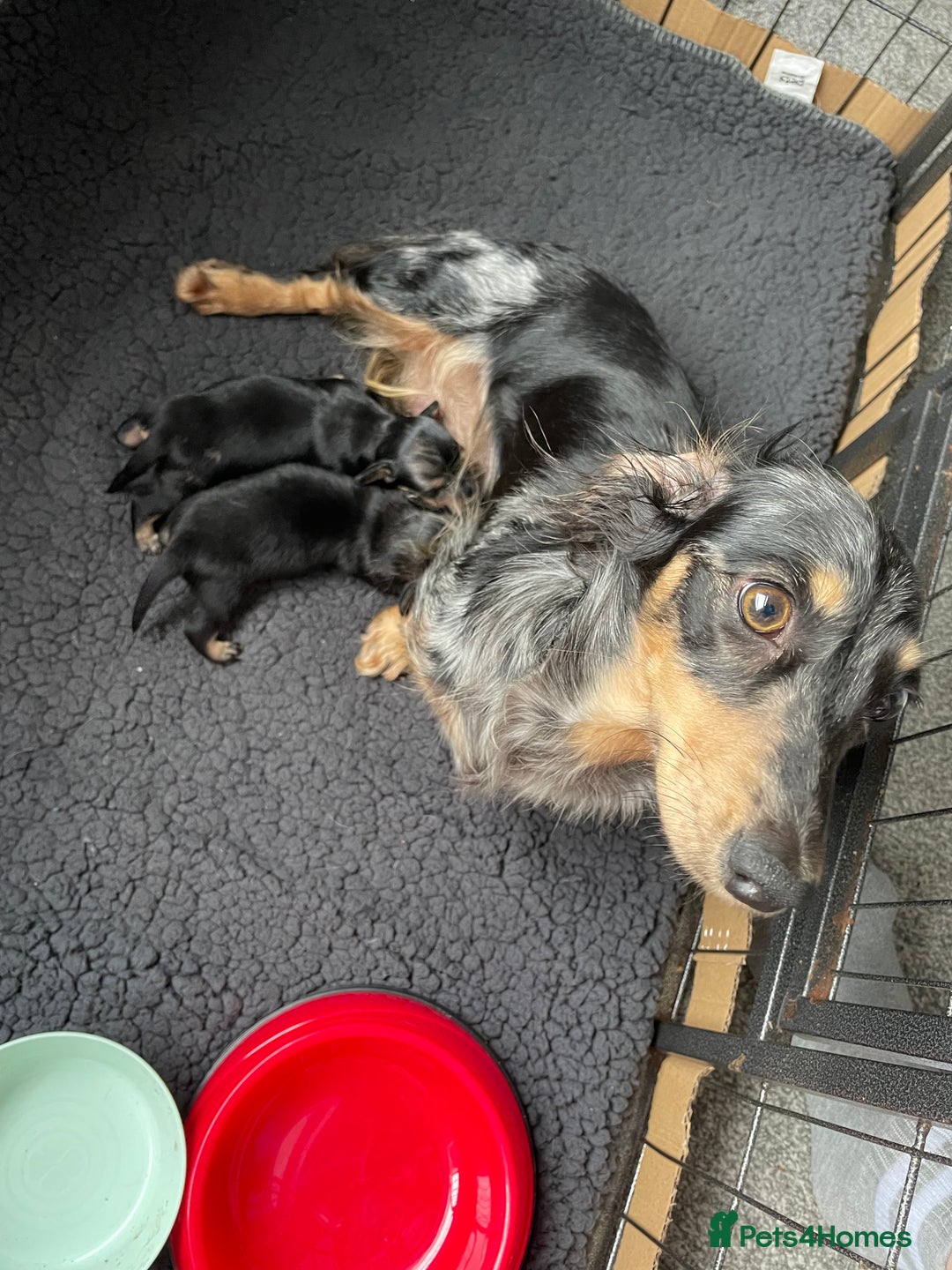 Miniature Dachshund dogs for sale: Black & Cream Long Haired - Image 10