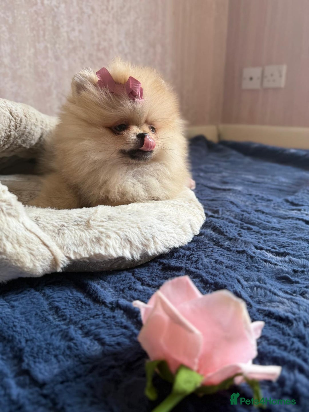 Pomeranian dogs for sale: Luxurious Tiny Pomeranian - 900g/11 weeks old - Image 10