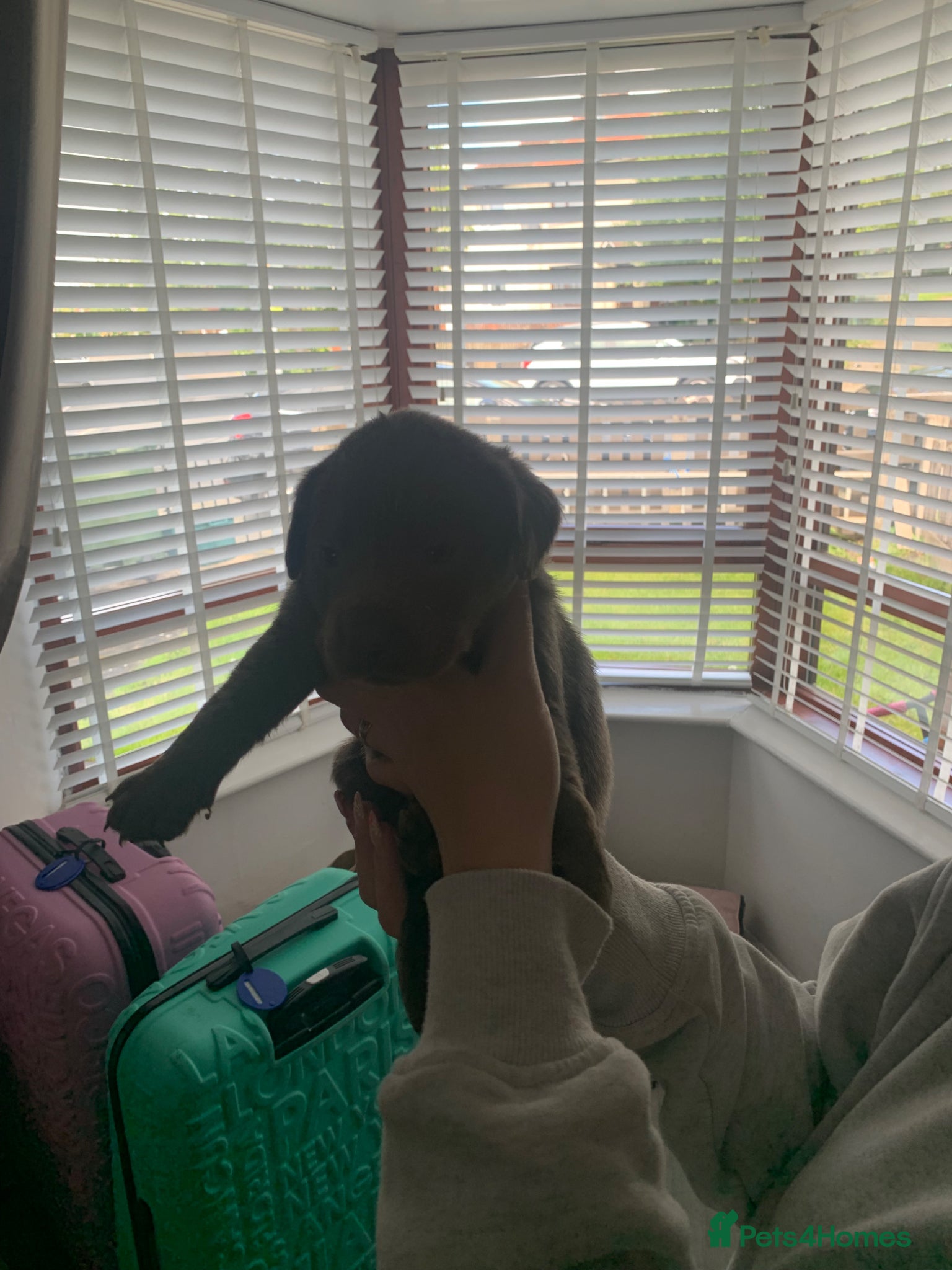 Labrador Retriever dogs for sale: Silver Labrador puppies  in Carlisle - Advert 2