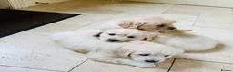 Golden Retriever dogs for sale: Beautiful cream golden retrievers for sale  in Baldock - Advert 5