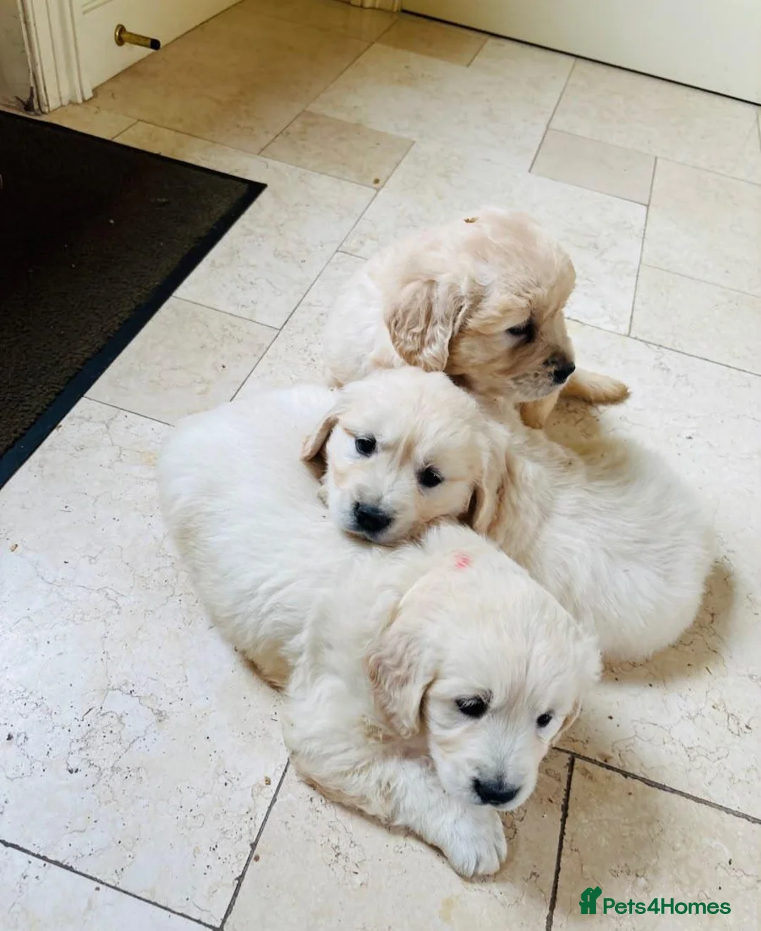 Golden Retriever dogs for sale: Beautiful cream golden retrievers for sale  in Baldock - Advert 5