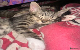Mixed Breed cats for sale: 5 baby’s ready for there forever homes  - Image 6