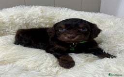 Cockapoo dogs for sale: Chocolate & Tan Cockapoo Puppies - Advert 6