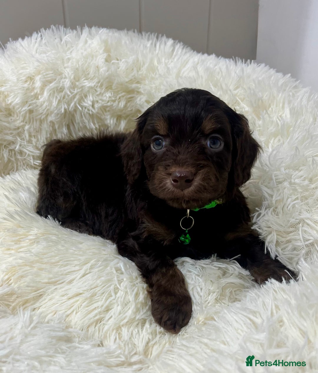 Cockapoo dogs for sale: Chocolate & Tan Cockapoo Puppies - Advert 6