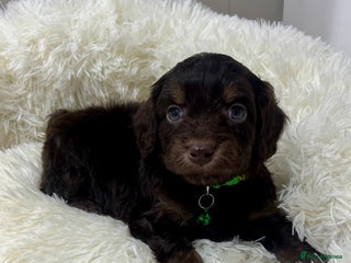Cockapoo dogs Ready to Leave🐶🐾Chocolate & Tan Cockapoo Puppies - Advert 8
