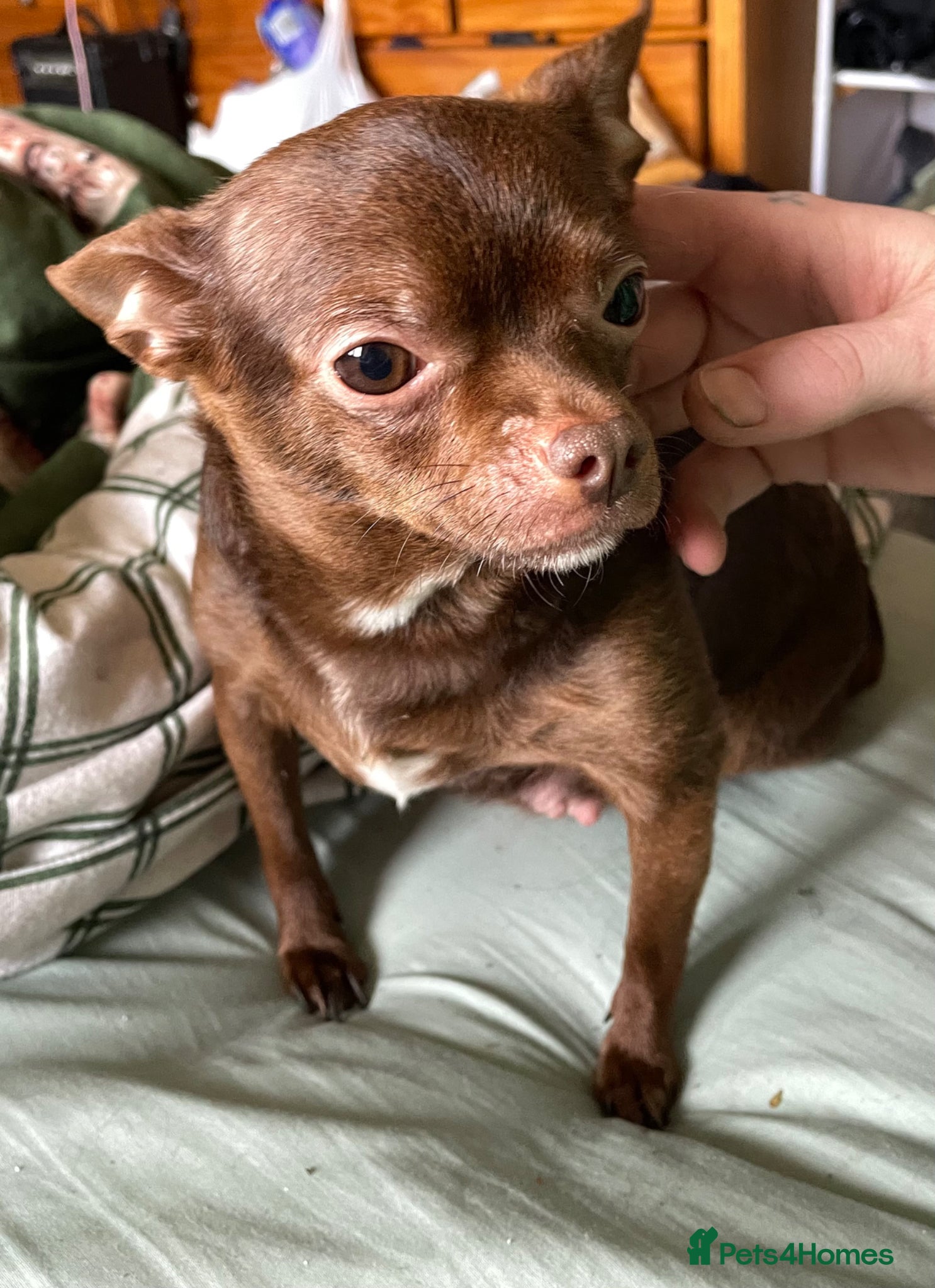 Chihuahua dogs Tiny chihuahua puppies ready now - Advert 2