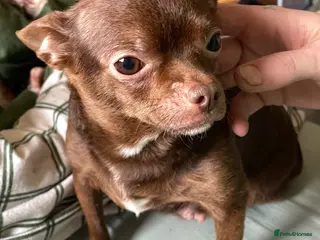 Chihuahua dogs Tiny chihuahua puppies ready now - Advert 2