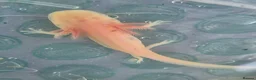 Axolotl reptiles for sale: Range of baby axolotls, hets known - Advert 6