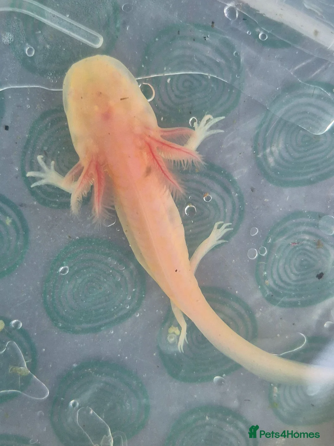 Axolotl reptiles for sale: Baby axolotls  - Advert 1