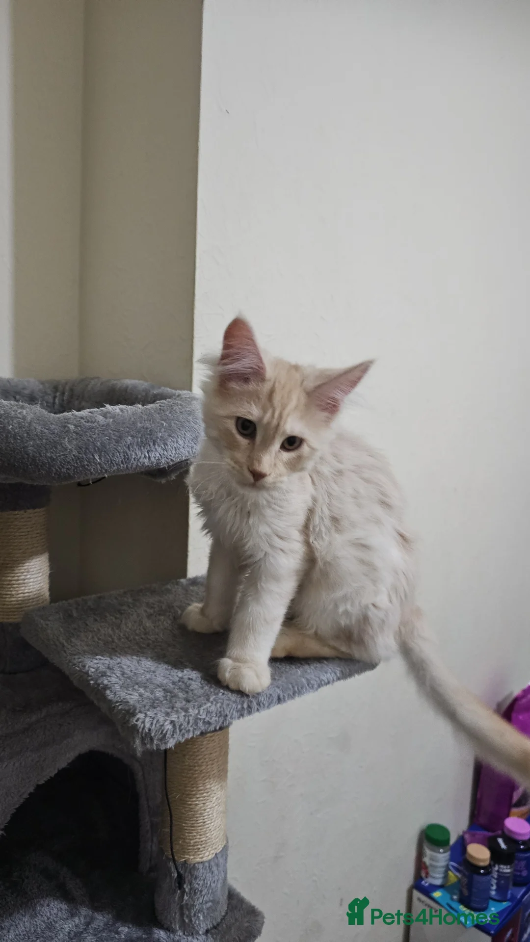 Maine Coon cats for sale: Male Maincoone kitten  - Advert 4