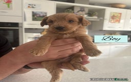 Mixed Breed dogs for sale: REDUCED - Cockapoochi Puppies - READY TO VIEW 🐶 - Image 10