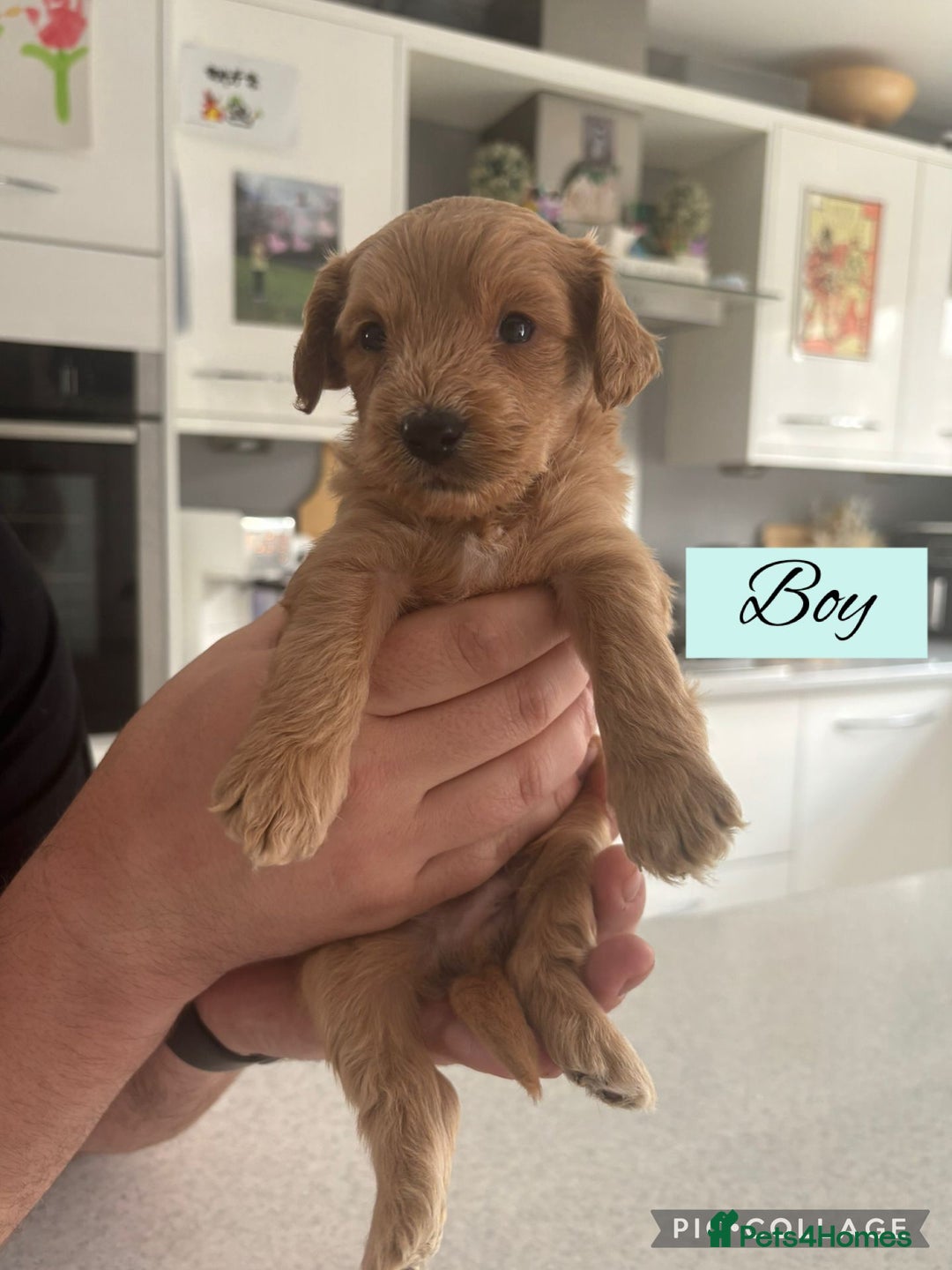 Mixed Breed dogs for sale: REDUCED - Cockapoochi Puppies - READY TO VIEW 🐶 - Image 10