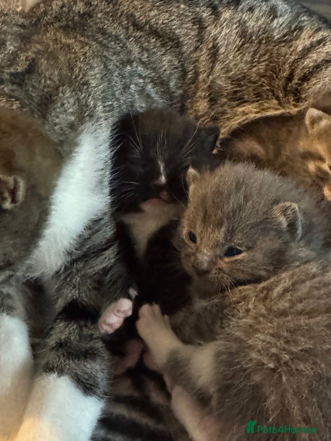 Mixed Breed cats for sale: Kittens for sale!  - Advert 1