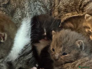 Mixed Breed cats Kittens for sale! - Advert 1