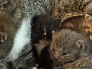 Mixed Breed cats Kittens for sale! - Advert 3