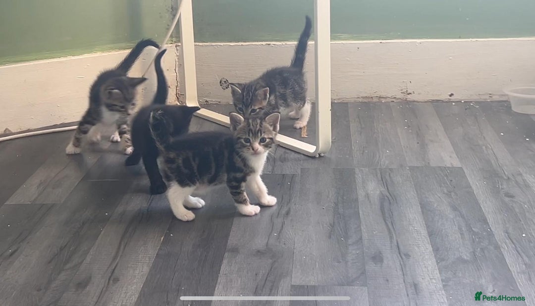 Mixed Breed cats for sale: Black and tabby kittens - Image 4