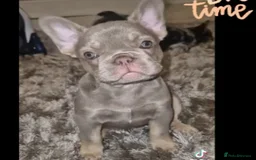 French Bulldog dogs for stud: New shade fluffy merle  in Sheffield - Image 21