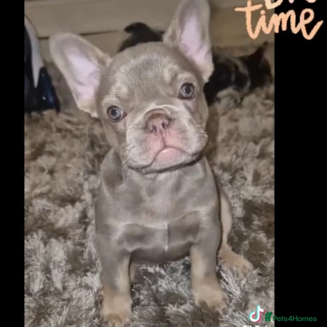 French Bulldog dogs for stud: New shade fluffy merle  in Sheffield - Advert 21