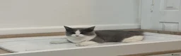Ragdoll cats for sale: Her name reza in Feltham - Advert 10