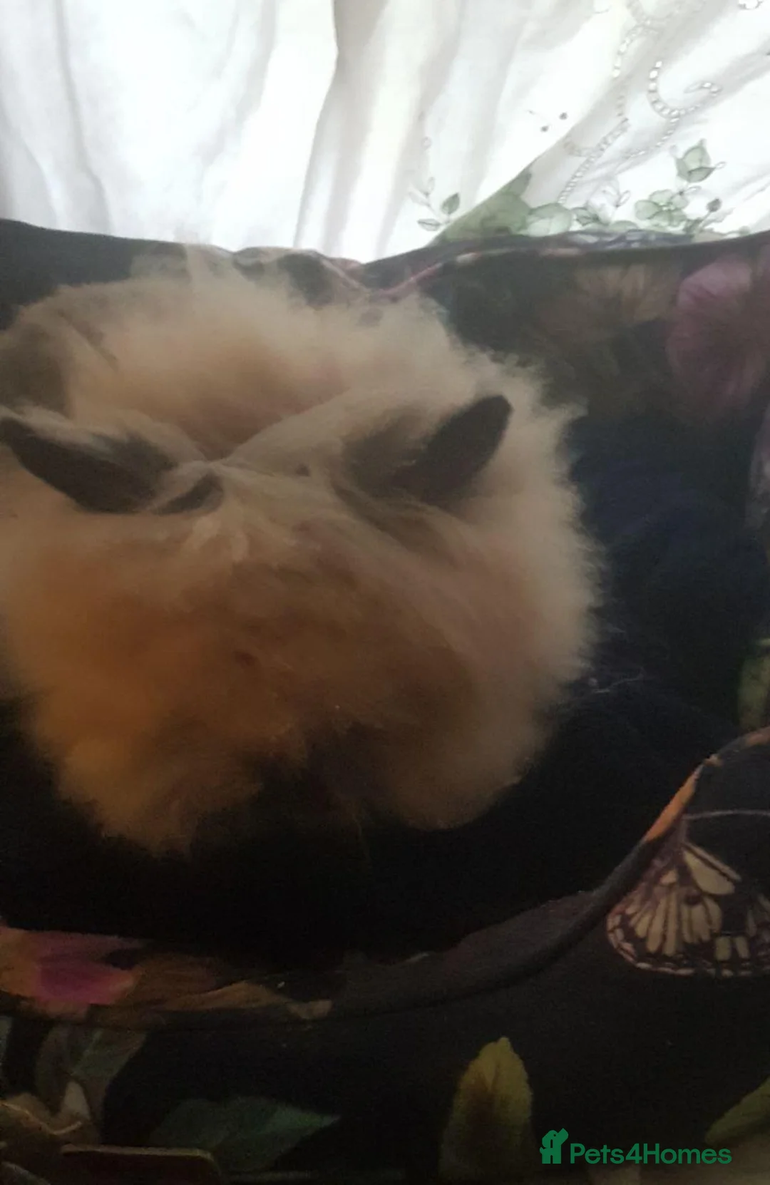 Angora rabbits for sale: Adorable Angora/Double maned lionheads - Advert 2