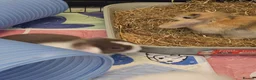 Mixed Breed rabbits for sale: 8 babies bunnies - Advert 16
