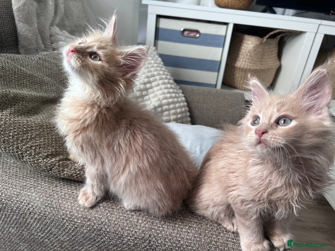 Maine Coon cats for sale: Beautiful full Maine Coon kittens ready now 😻 - Image 15