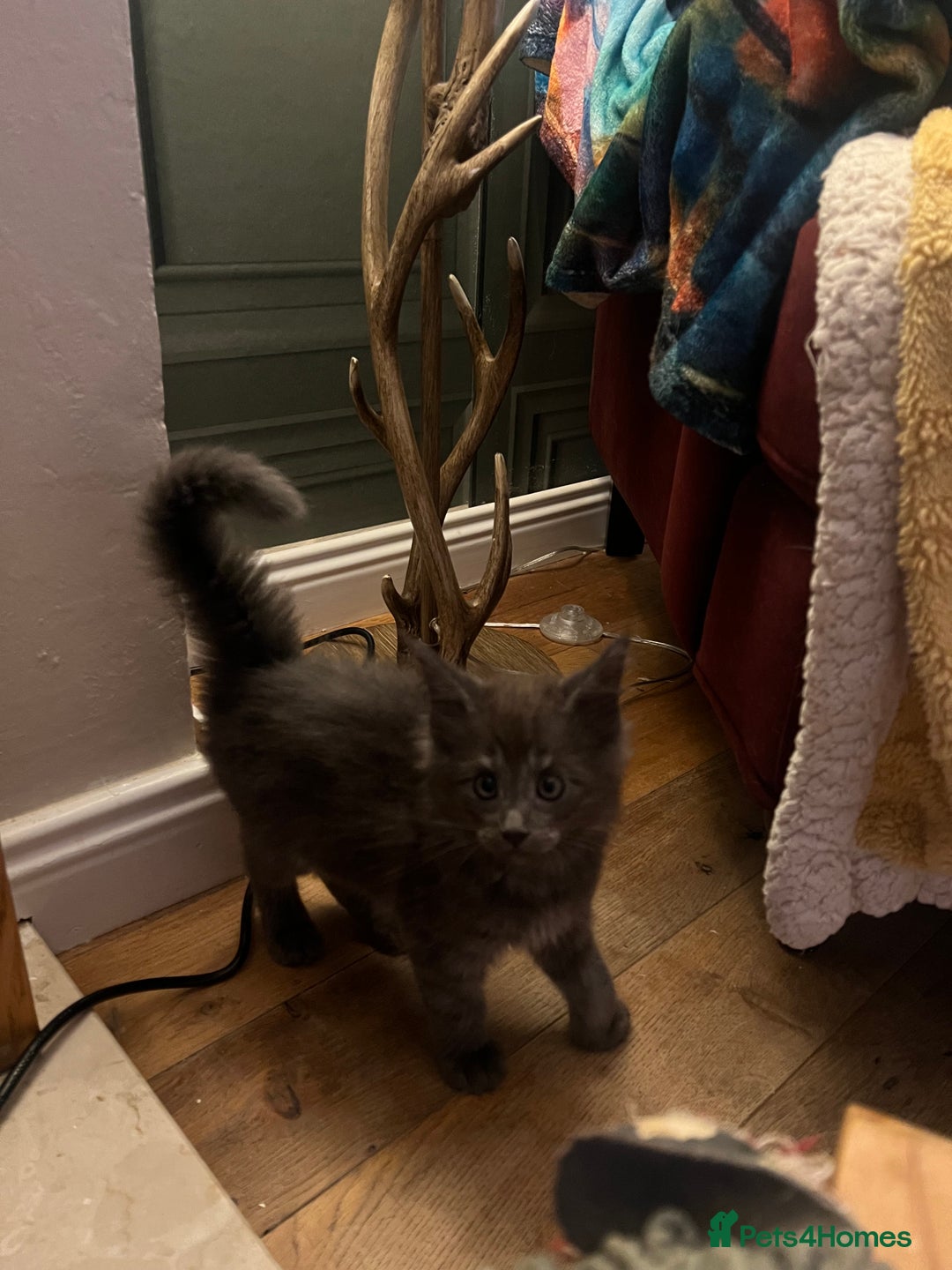 Maine Coon cats for sale: Chunky and fluffy Mainecoon kittens - Image 18