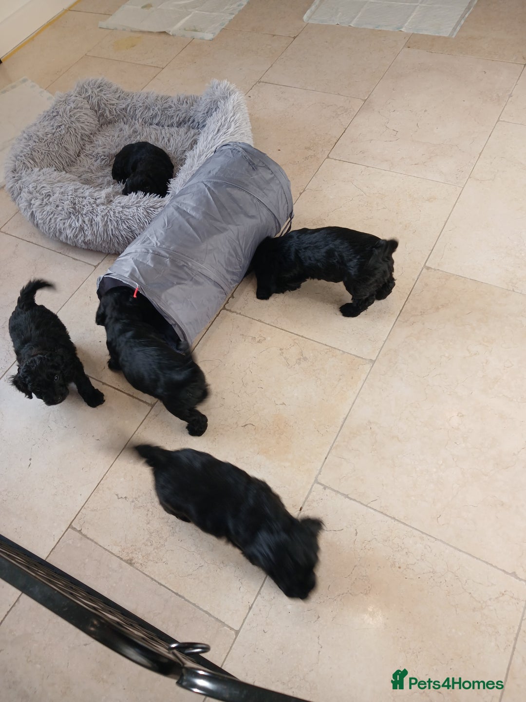 Cockapoo dogs for sale: Toy Cockapoo Puppies Looking for Loving Homes - Advert 6